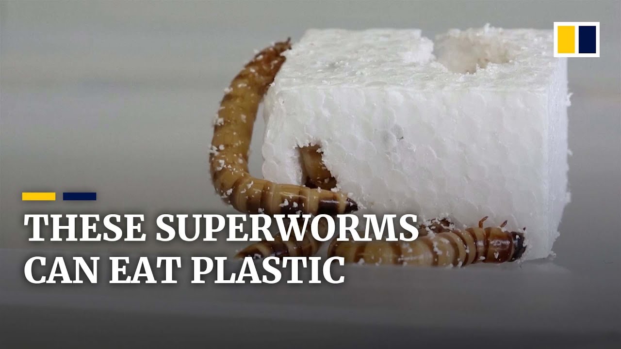 Plastic eating superworms Environoego. Protect The
